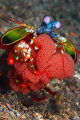 Peacock mantis with eggs 